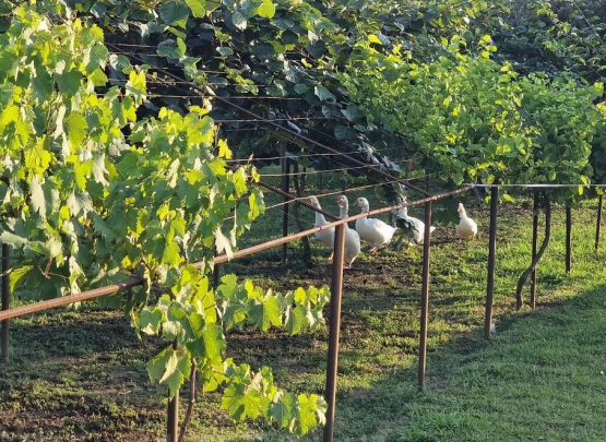 Гостевой дом У Сергея Пицунда, п. Алахадзы, Абхазия 2