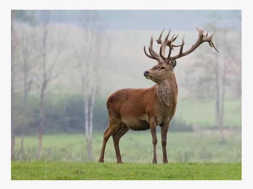 Экскурсия по Экологической тропе Копорье